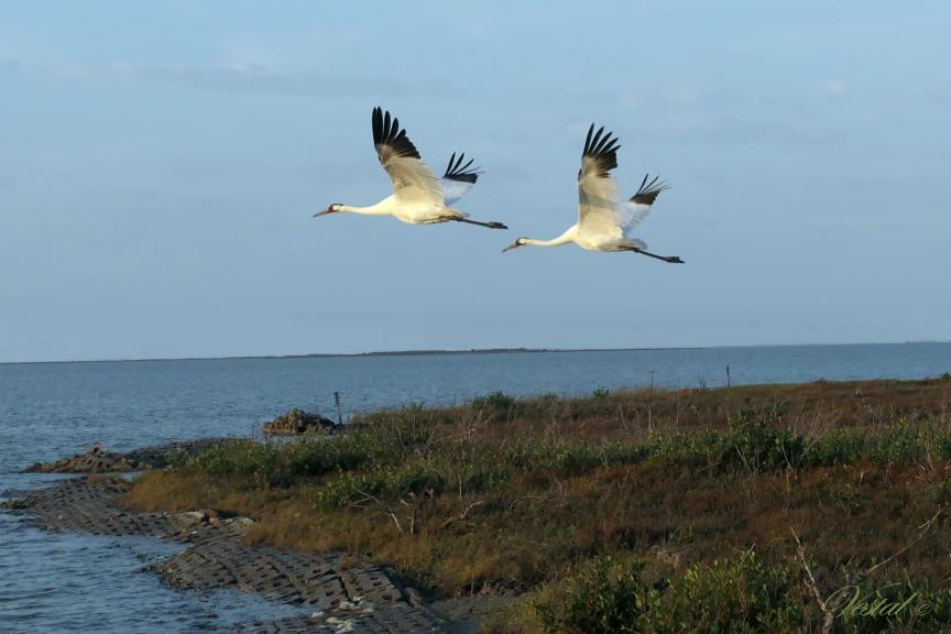 whooper-departure-3x2-ratio
